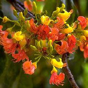 Castanospermum πορτοκάλι λουλούδι
