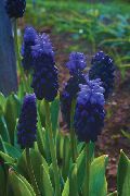 temno modra Sobne Rastline Hyacinth Grape Cvet (Muscari) fotografija