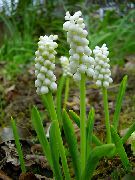 beyaz Kapalı bitkiler Üzüm Sümbül çiçek (Muscari) fotoğraf