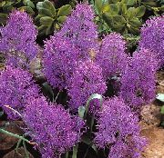purpurs Telpaugi Vīnogu Hiacinte Zieds (Muscari) foto