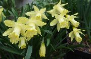 dzeltens Telpaugi Narcises, Daffy Leju Dilly Zieds (Narcissus) foto
