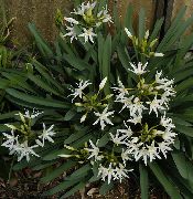 бял Стайни растения Морски Нарцис, Море Лилия, Пясъчна Лилия Цвете (Pancratium) снимка