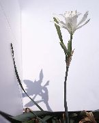ホワイト 屋内植物 海のスイセン、海ユリ、砂ユリ フラワー (Pancratium) フォト