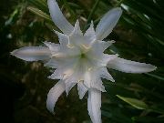biały Rośliny domowe Pankratsium Kwiat (Pancratium) zdjęcie