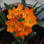 оранжев Стайни растения Увиснали Витлеемската Звезда Цвете (Ornithogalum) снимка