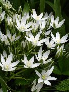თეთრი შიდა მცენარეები Drooping ვარსკვლავი ბეთლემის ყვავილების (Ornithogalum) ფოტო
