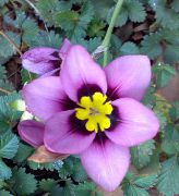 halványlila Szobanövények Sparaxis Virág  fénykép