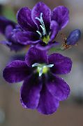 purpurowy Rośliny domowe Sparaxis Kwiat  zdjęcie