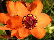 pomarańczowy Rośliny domowe Sparaxis Kwiat  zdjęcie