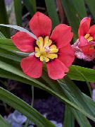 червоний Домашні рослини Спараксіс Квітка (Sparaxis) фото