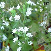 alb Plante de interior Stevia, Frunze De Dulce De Paraguay, Dulce-Planta, Miere Yerba, Honeyleaf, Frunze Bomboane Floare  fotografie