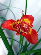 roșu Plante de interior Tigridia, Mexican Coajă De Flori Floare  fotografie
