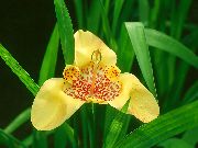 Tigridia, Mexická Shell-Flower žlutý Květina
