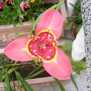 ピンク 屋内植物 Tigridia、メキシコシェルの花 フラワー  フォト