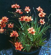 помаранчевий Домашні рослини Тритон Квітка (Tritonia) фото