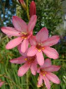 pembe Kapalı bitkiler Tritonia çiçek  fotoğraf