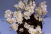fehér Szobanövények Tritonia Virág  fénykép