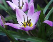 lila Krukväxter Tulip Blomma (Tulipa) foto