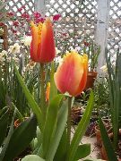 чырвоны Хатнія расліны Цюльпан Кветка (Tulipa) фота