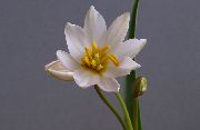 fehér Szobanövények Tulipán Virág (Tulipa) fénykép