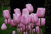 rosa Zimmerpflanzen Tulpe Blume (Tulipa) foto