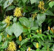 黄 室内植物 巴西羽，火鹤花  (Jacobinia) 照片
