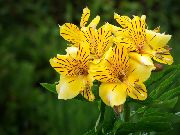žuti Sobne biljke Peruanski Ljiljan Cvijet (Alstroemeria) foto