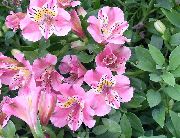 ვარდისფერი შიდა მცენარეები პერუს ლილი ყვავილების (Alstroemeria) ფოტო