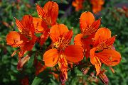 Peruánsky Lily oranžový Kvetina