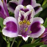 紫丁香 室内植物 秘鲁百合 花 (Alstroemeria) 照片
