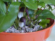 claret  Mus Svans Växt Blomma (Arisarum proboscideum) foto