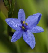 бял Стайни растения Синя Царевица Лилия Цвете (Aristea ecklonii) снимка