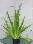 lichtblauw Kamerplanten Blauwe Maïs Lelie Bloem (Aristea ecklonii) foto