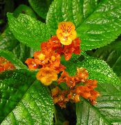 червоний Домашні рослини Хрізотеміс Квітка (Chrysothemis) фото