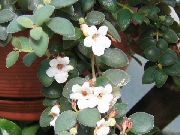 Central American Bellflower branco Flor