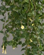 hvit Innendørs planter Sentrale Amerikanske Bellflower Blomst (Codonanthe) bilde