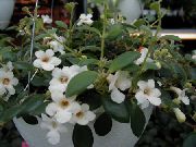 bílá Pokojové rostliny Středoamerická Zvonek Květina (Codonanthe) fotografie