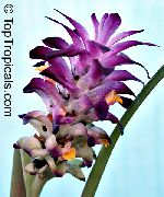 lila Zimmerpflanzen Kurkuma Blume (Curcuma) foto