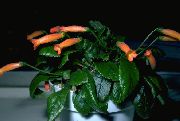 橙 室内植物 Gesneria 花  照片