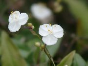 Гібазіс білий Квітка