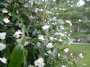 თეთრი შიდა მცენარეები Tahitian საქორწილო Veil ყვავილების (Gibasis) ფოტო