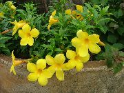 amarillo Plantas de interior Arbusto Trompeta De Oro Flor (Allamanda) foto