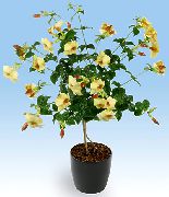 jaune Plantes d'intérieur Or Trompette Arbuste Fleur (Allamanda) photo