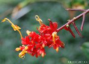 червоний Домашні рослини Глобба Квітка (Globba) фото