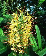 Hedychium, Tauriņš Ingvers dzeltens Zieds