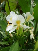 ホワイト 屋内植物 Hedychium、バタフライジンジャー フラワー  フォト