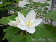 Árbol De Orquídea blanco Flor