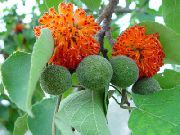 помаранчевий Домашні рослини Бруссонетія Паперове Дерево Квітка (Broussonetia papyrifera) фото