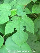 vit Krukväxter Papper Mulberry Blomma (Broussonetia papyrifera) foto