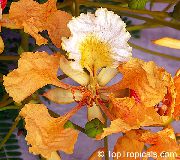 橙 室内植物 皇家园林，华丽的树 花 (Delonix regia) 照片